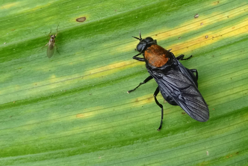 Clitellaria ephippium femmina (Stratiomyidae)